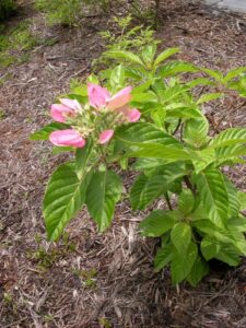 Pinckneya bracteata "Fever tree"