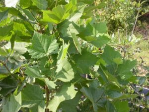 Platanus occidentalis "Sycamore"