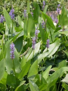 Pontederia cordata "Pickerel weed" in bloom