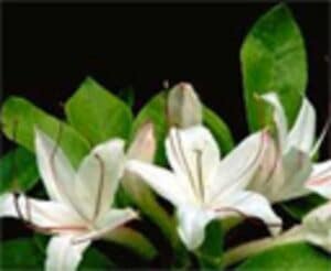 Rhododendron arborescens "Smooth azalea" in bloom