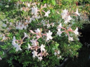 Rhododendron atlanticum "Dwarf azalea" in bloom