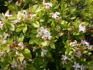 Rhododendron viscosum "Swamp azalea" in bloom