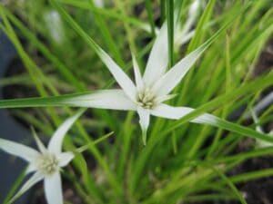 Rhynchospora colorata "White topped sedge" in bloom