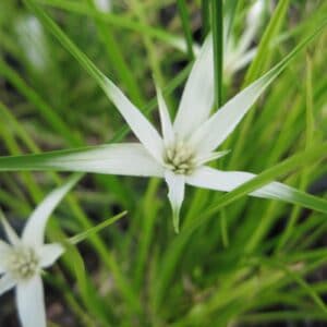 Rhynchospora colorata "White topped sedge" in bloom