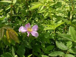 Rosa palustris "Swamp rose"