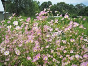 Sabatia kennedyana "Plymouth rose" in bloom