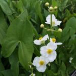 Sagittaria latifolia "Arrowhead/Duck potato" in bloom