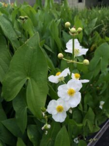 Sagittaria latifolia "Arrowhead/Duck potato" in bloom