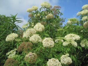 Sambucus canadensis "Elderberry" in bloom