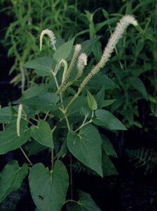 Saururus cernuus "Lizard's tail"