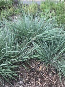 Schizachyrium scoparium "Little bluestem"