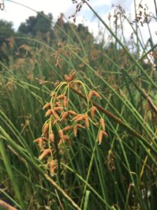 Schoenoplectus tabernaemontani "Soft stem bulrush"