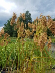 Scirpus cyperinus "Woolgrass"