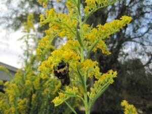 Solidago sempervirens "Seaside goldenrod"