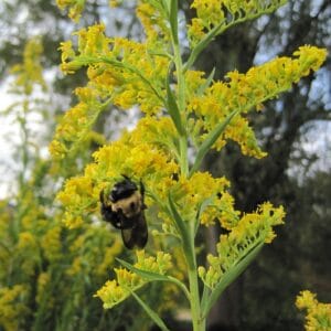 Solidago sempervirens "Seaside goldenrod"