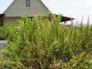 Spiraea tomentosa