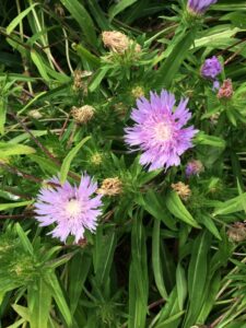 Stokesia laevis "Stokes aster" in bloom