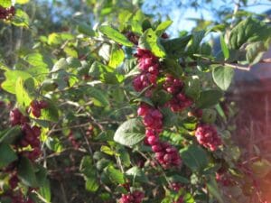 Symphoricarpos orbiculatus "Coralberry"