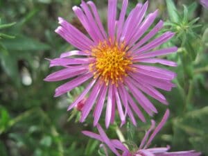 Symphyotrichum novae-angliae "New England aster" in bloom