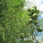 Taxodium ascendens "Pond cypress"