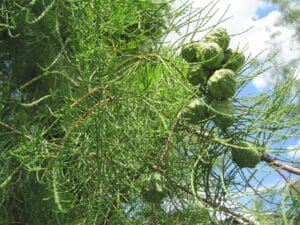 Taxodium ascendens "Pond cypress"