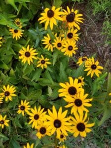 Rudbeckia fulgida "Orange coneflower" in bloom