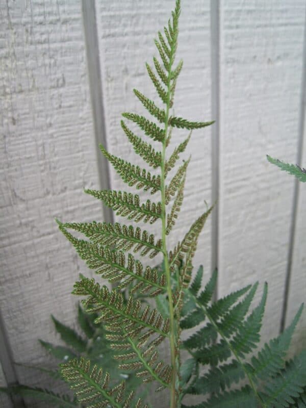 Athyrium aspleniodies "Lady fern"