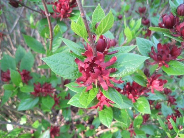 Calycanthus floridus "Sweet shrub" in bloom