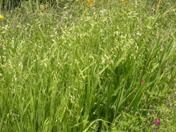 Chasmanthium latifolium "River oats/Indian wild oats"
