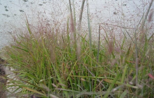 Eragrostis spectabilis "Purple lovegrass"