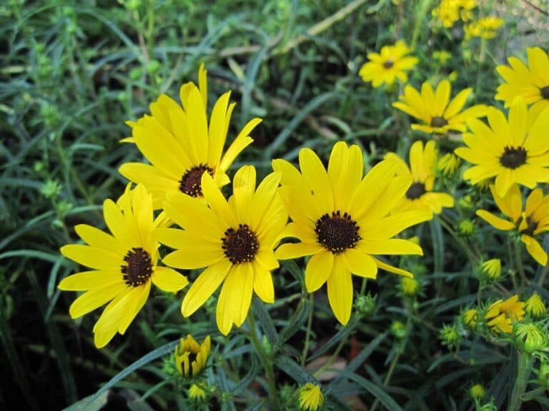 Helianthus angustifolius | Mellow Marsh Farm