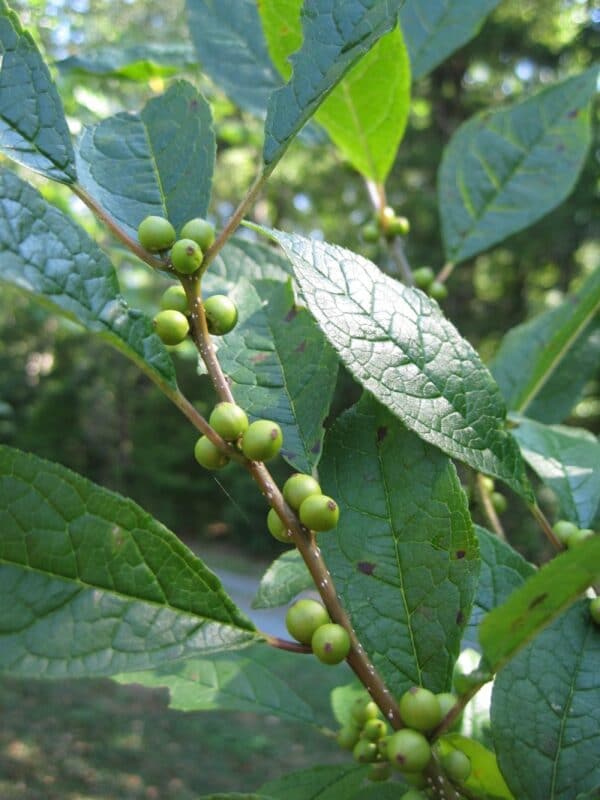 Ilex verticillata "Winterberry"