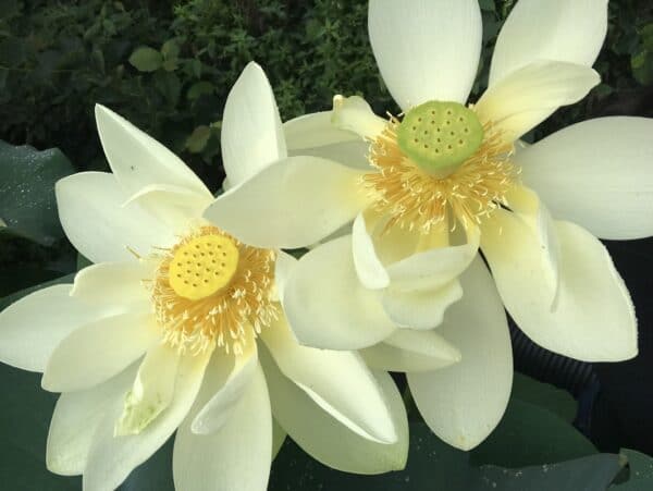 Nelumbo lutea "American lotus" blooms