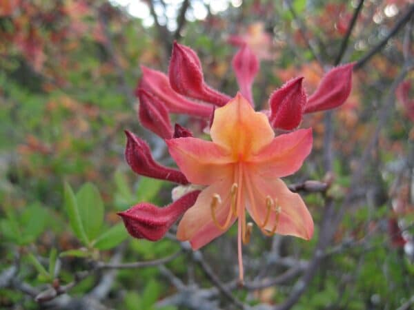 Rhododendron atlanticum "Dwarf azalea" in bloom