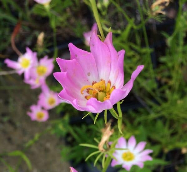 Sabatia kennedyana "Plymouth rose" in bloom