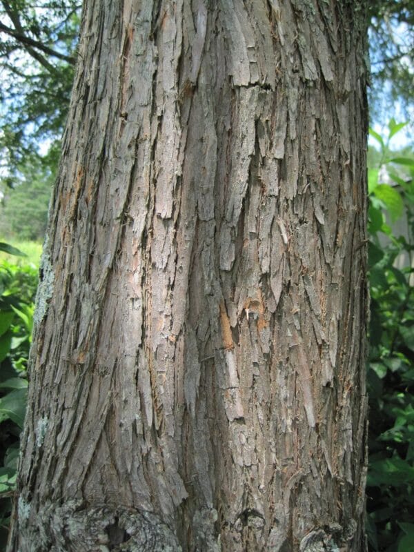 Taxodium ascendens "Pond cypress" bark