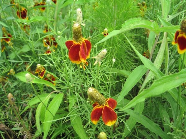 Ratibida columnifera "Prairie coneflower" in bloom