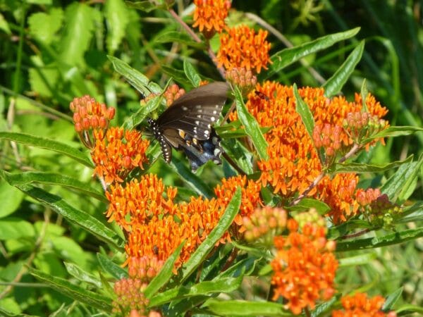 Asclepias tuberosa "Butterfly weed" in bloom