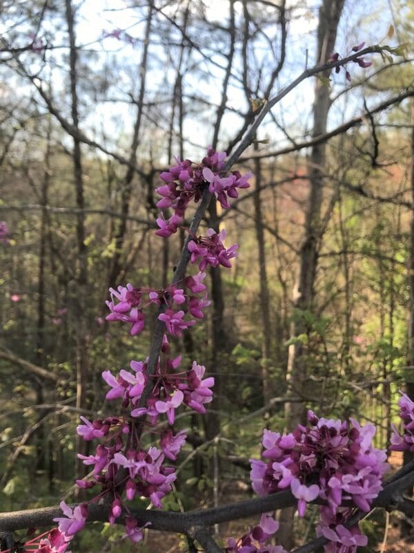 Cercis canadensis "Red bud" in bloom