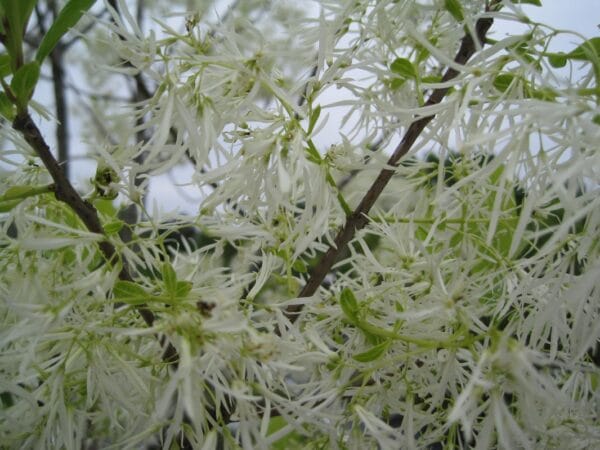 Chionanthus virginicus "Fringe tree/White fringe tree" in bloom