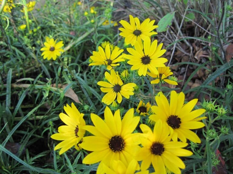 Helianthus angustifolius | Mellow Marsh Farm