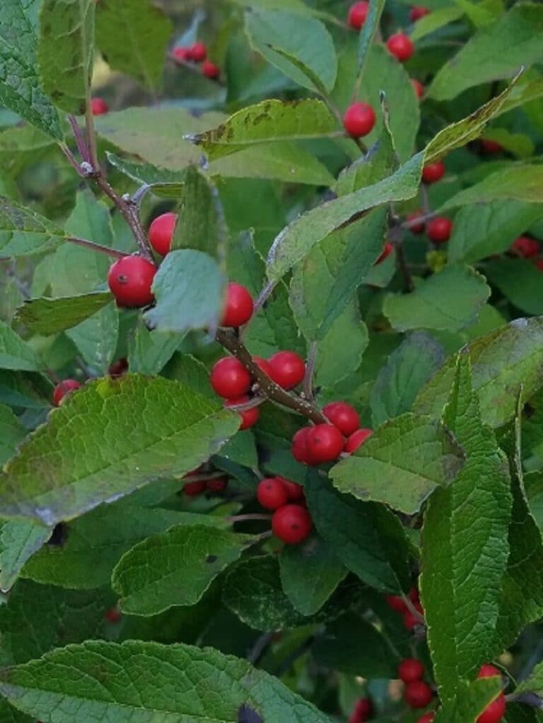 Ilex Verticillata | Mellow Marsh Farm