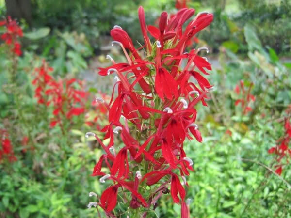 Lobelia cardinalis "Cardinal flower" in bloom