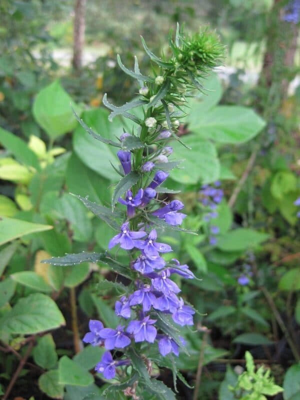 Lobelia elongata "Blue lobelia" in bloom
