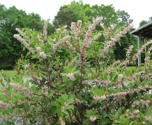 Lyonia lucida "Fetterbush" in bloom