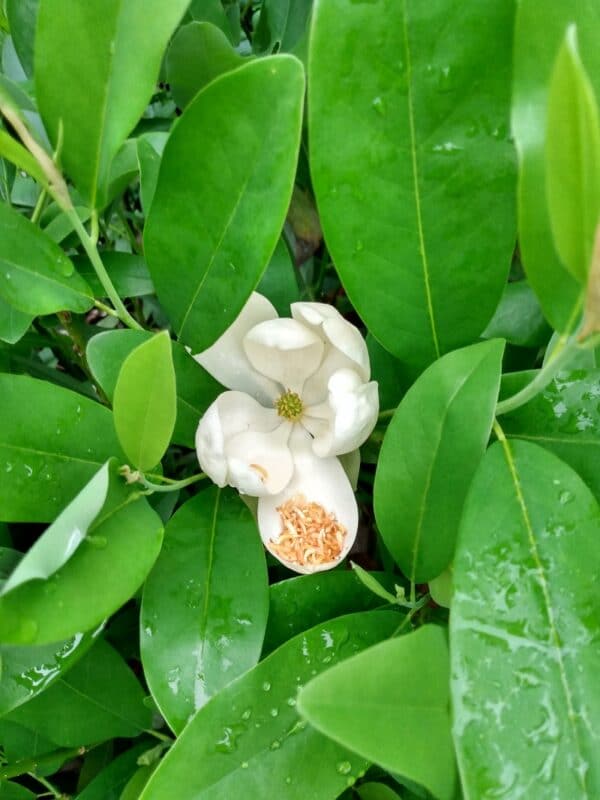 Magnolia virginiana "Sweetbay magnolia" in bloom