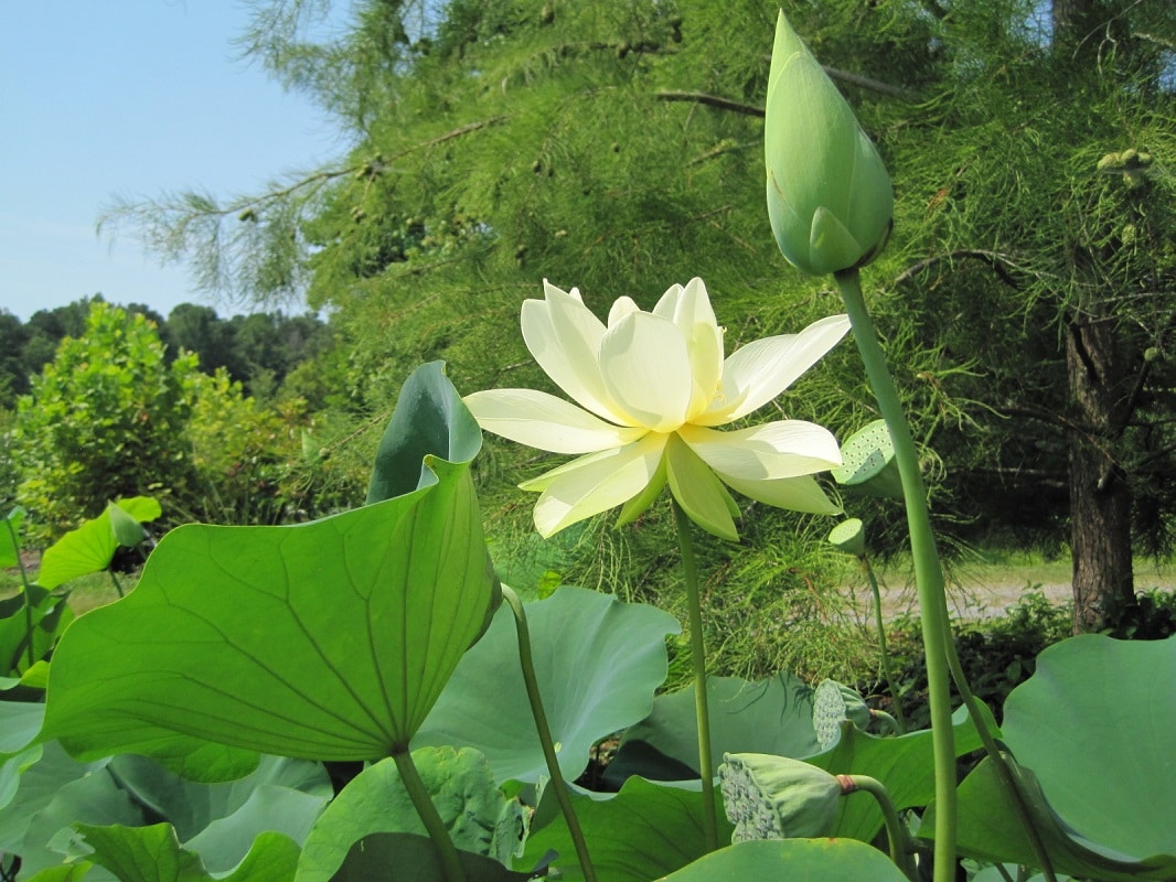 Nelumbo Nucifera 'Alba Grandiflora' White Lotus (Bare Root