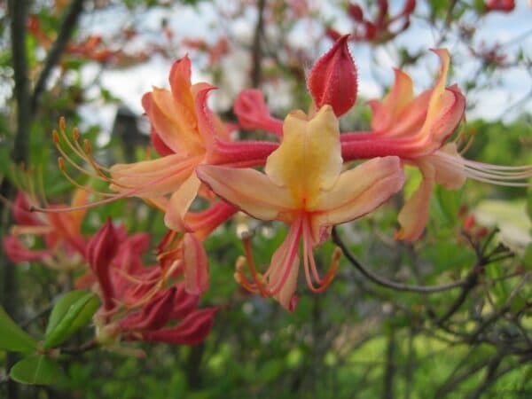 Rhododendron atlanticum "Dwarf azalea" in bloom