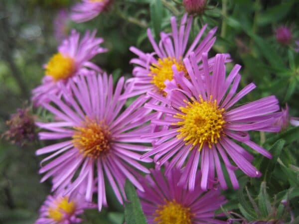 Symphyotrichum novae-angliae "New England aster" in bloom