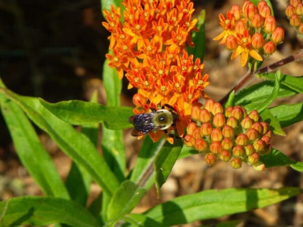 Asclepias tuberosa "Butterfly weed"